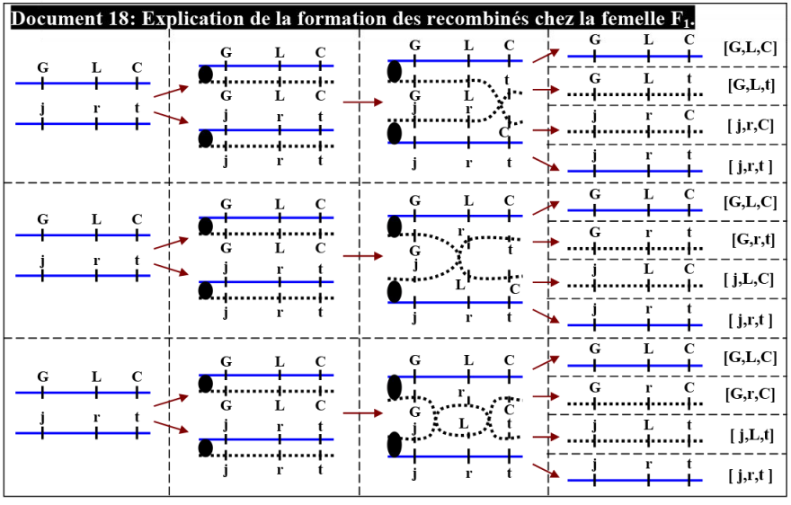 Les lois statistiques de la transmission des caractères héréditaires chez les diploïdes